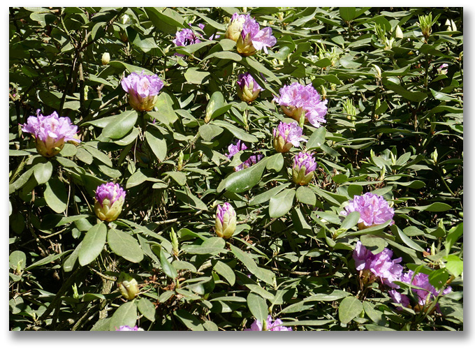 rododendrony_2025_min