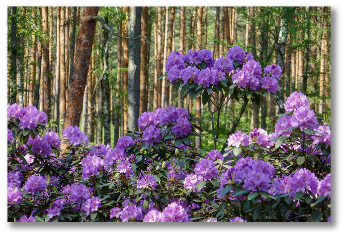 rododendrony_2025_min1